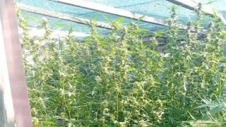 Полицията откри специално оборудвана оранжерия с растения от вида на
