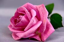Розова градина в памет на всички донори