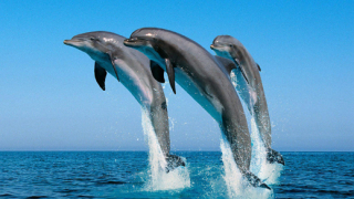 Делфините контактуват помежду си с имена
