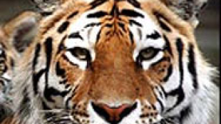 В кьолнския зоопарк застреляха тигър, нападнал служителка 