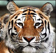 В индийски парк за тигри вече няма тигри