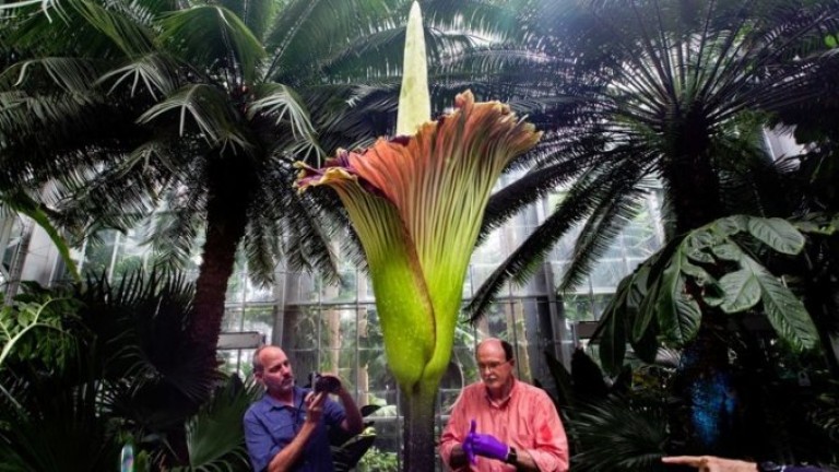 Много редки гигантски цветя разцъфнаха в Чикагската ботаническа градина