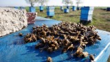 Масово измиране на пчели в Плевенско