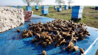 Отново масово измират пчели, започва спешна проверка