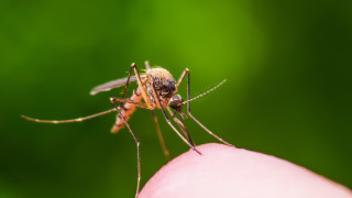 Пръскат срещу комари в София