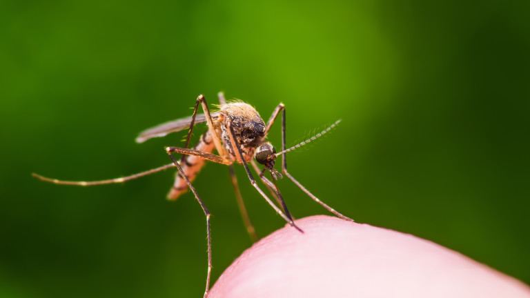 Нашествие от комари тормози варненци