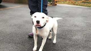 Кучето, което разчувства Снуп Дог