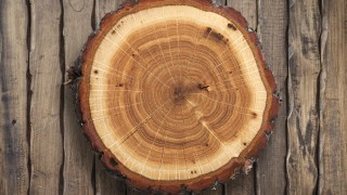 Учените са открили начин да превръщат обикновения дървен материал в