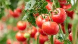  Турция отстранява възбраната за експорт на домати - това ще намали ли цените им у нас 