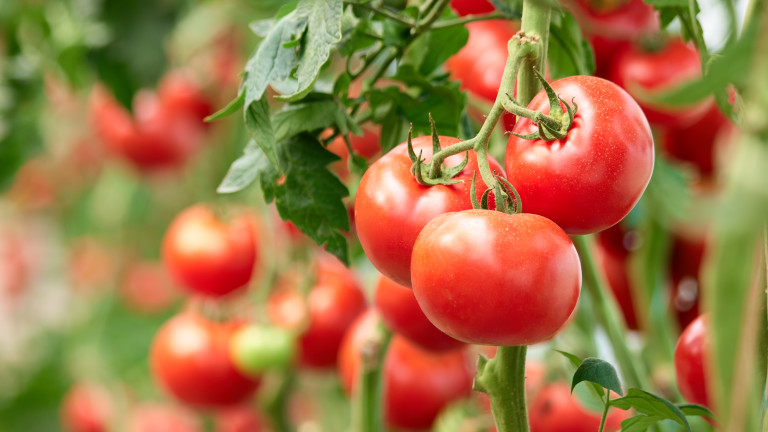 Турция премахва забраната за износ на домати, въведена от 2