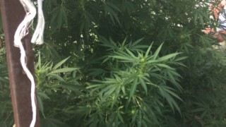 52 годишен мъж от с Жельо Войвода област Сливен е разкрит