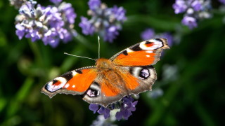 През деня ще бъде предимно слънчево около и след обяд