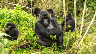 Като човекоподобни маймуни горилите често са сравнявани по поведение с нас