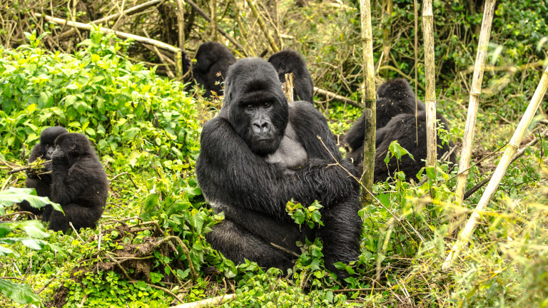 Като човекоподобни маймуни, горилите често са сравнявани по поведение с