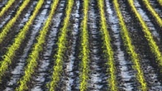 Ръст на очакваните добиви от царевица в САЩ 