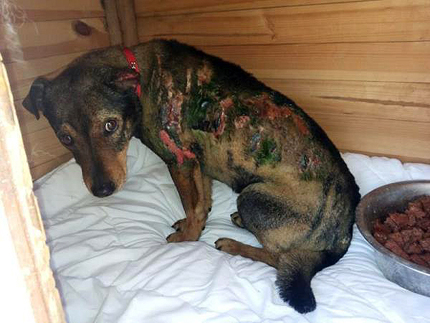 Запалиха бездомно куче, за да го гледат как се мъчи