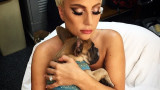 Лейди Гага, Райън Фишър и признанието на Джейлин Уайт за грабежа на кучетата ѝ
