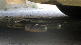 2- метрова змия паникьоса казанлъчани