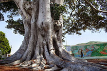 Съставиха акт на "Високо напрежение" ЕООД за увредено вековно дърво