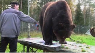 Мечка рисува картини (ВИДЕО)