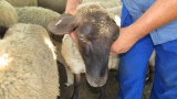   The cause of death of sheep in Blagoevgrad 