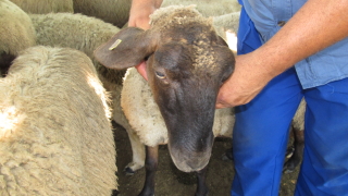 ДФЗ увеличи на 15 лв. помощта "де минимис" за овца майка