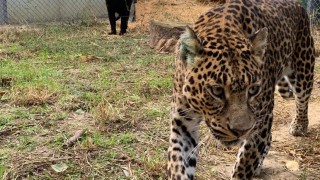 Леопард ухапа момиче опитало да се снима как го докосва