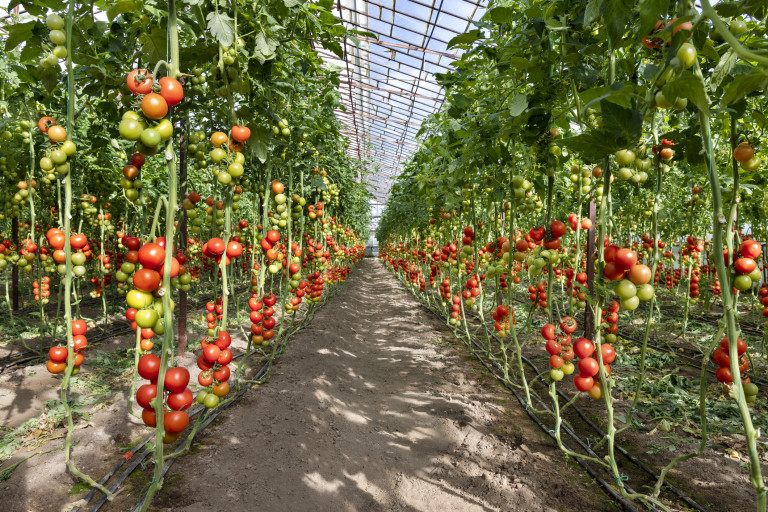 Premium greenhouse tomato cultivation