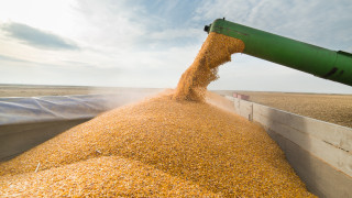 Прогнозират по-добра реколтата от зърно в ЕС и България