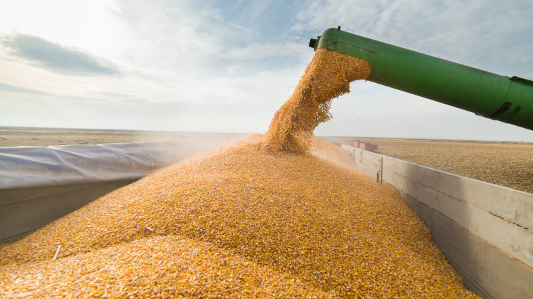 Румъния задмина Франция и е първа в ЕС по добив на царевица