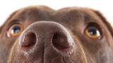  Как кучетата виждат света посредством носа си 