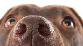 Как кучетата виждат света чрез носа си