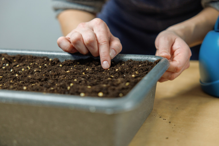 Не на всички семена накисването се отразява добре