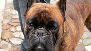 Младежи стреляха с въздушна пушка по куче и стопанина му