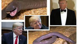 Новооткрито земноводно амфибия което си заравя главата в пясъка