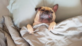 Kучетата и сънищата им - какво най-често сънуват домашните любимци