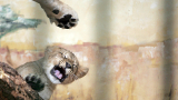 Община Разград продава три дребни лъвчета 