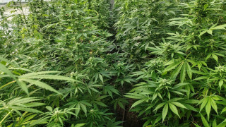 Парник с 83 растения марихуана е открит в къща в