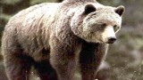 МОСВ ще брои кафявите мечки у нас с иновативен ДНК метод