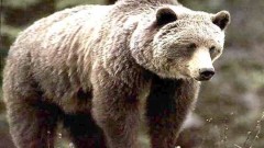 МОСВ ще брои кафявите мечки у нас с иновативен ДНК метод
