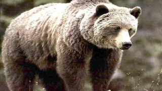 МОСВ ще брои кафявите мечки у нас с иновативен ДНК метод