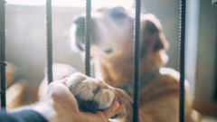 Колко голяма е незаконната търговия с кучета в Бълагрия