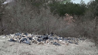 Районната прокуратура в Пловдив се самосезира и разпореди проверка заради