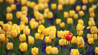 Днес ще преобладава слънчево време с по значителни временни увеличения на
