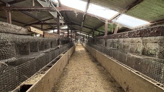 Върховният административен съд забрани фермите за норки в България съобщават