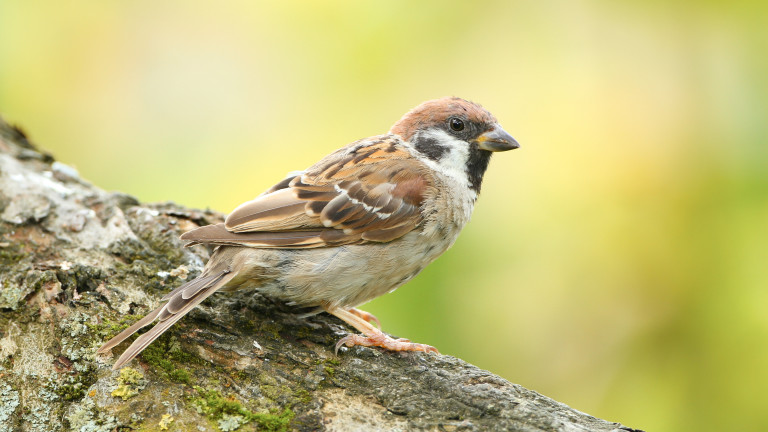 Колко тревожно е положението на врабчетата в България