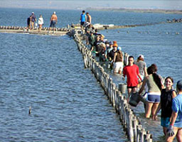 Еколози спасяват световно застрашени птици на Поморийското езеро 