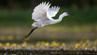 Птицата, която изуми учените с продължителността на непрекъснатия си полет