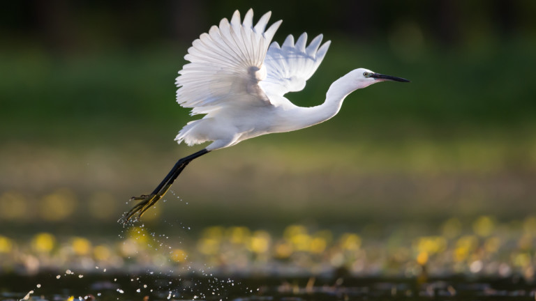 Птицата, която изуми учените с продължителността на непрекъснатия си полет