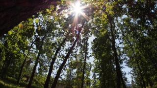 С над 1 млн. евро възстановяваме горите в Североизточна България